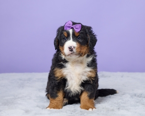 Scarlet Bernese Mountain Dog